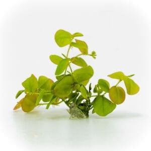 Phyllanthus fluitans red ADET