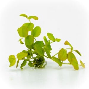 Phyllanthus fluitans red ADET