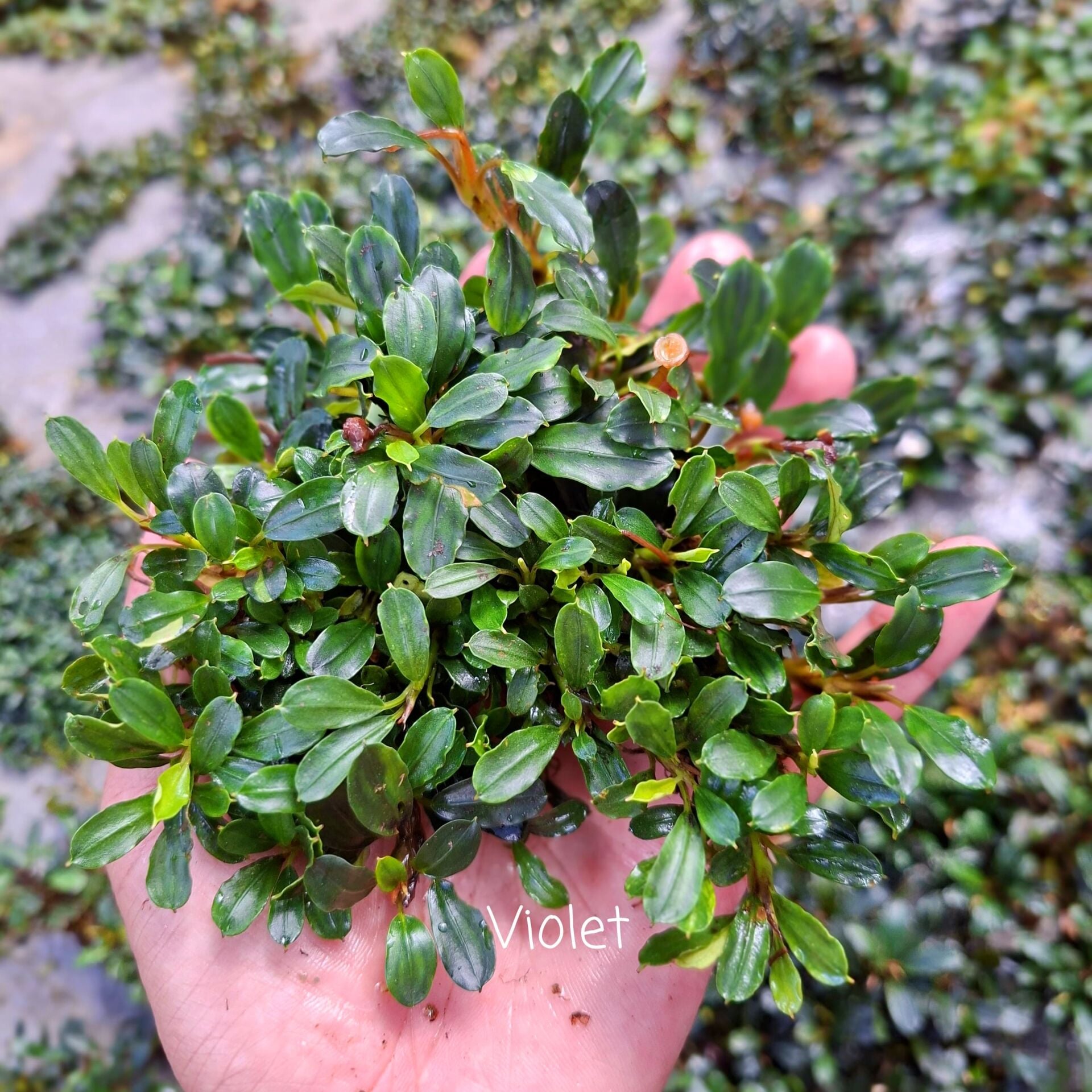 Bucephalandra violet 10x10cm PORSİYON