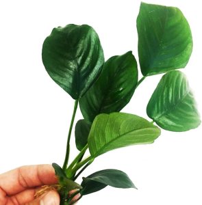 Anubias barteri broad leaf mini EXVITRO