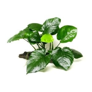 Anubias barteri broad leaf mini EXVITRO