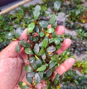 Bucephalandra sky blue 10x10cm PORSİYON