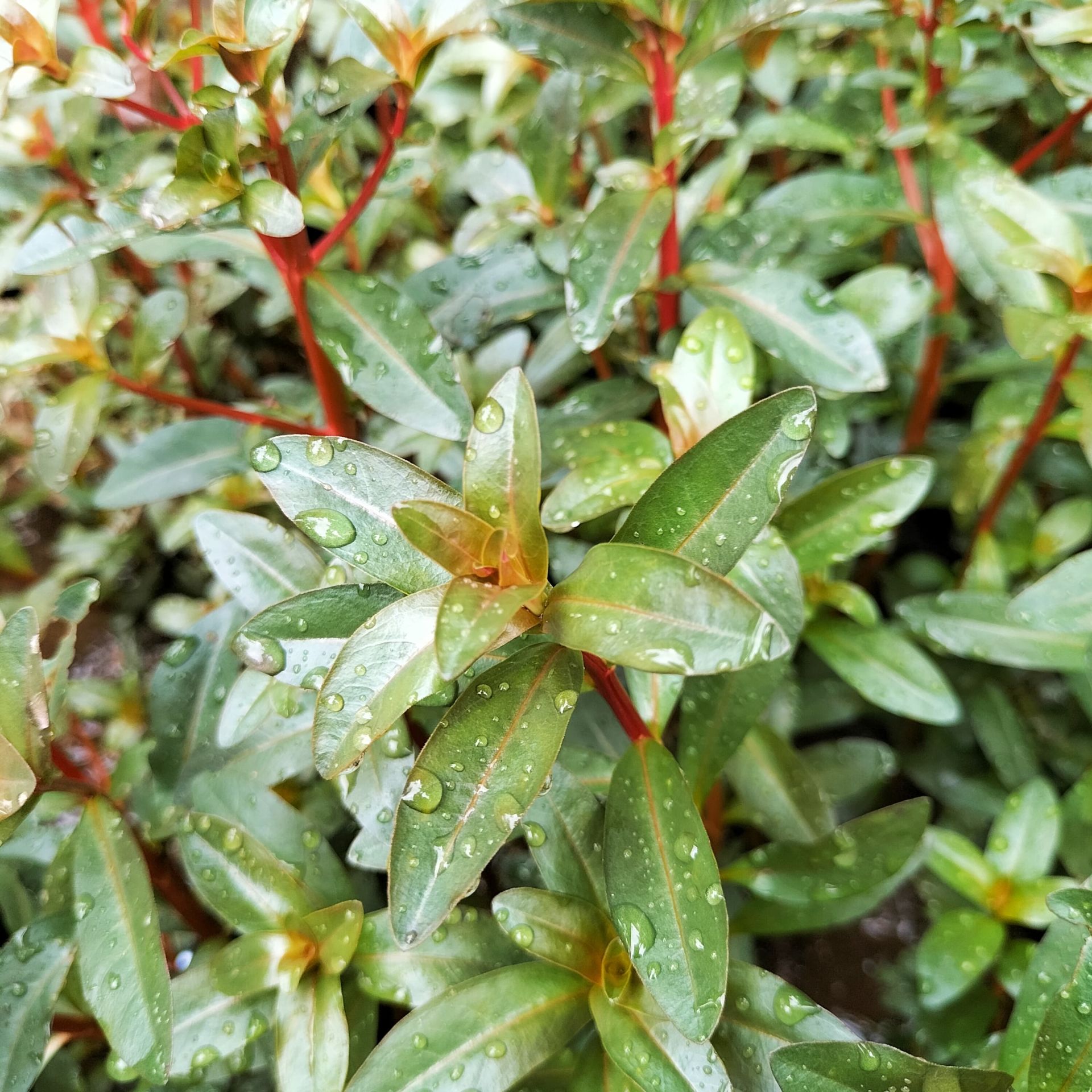 Ammannia capitella İTHAL ADET ÖN SİPARİŞ