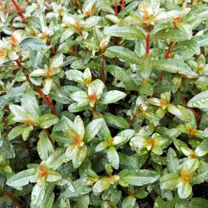 Ammannia capitella İTHAL ADET ÖN SİPARİŞ