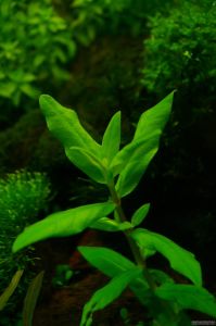 Ammannia capitella İTHAL ADET ÖN SİPARİŞ