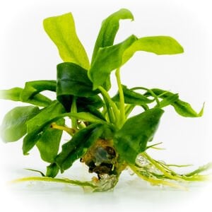 Anubias glabra mini (dragon claw) EXVITRO