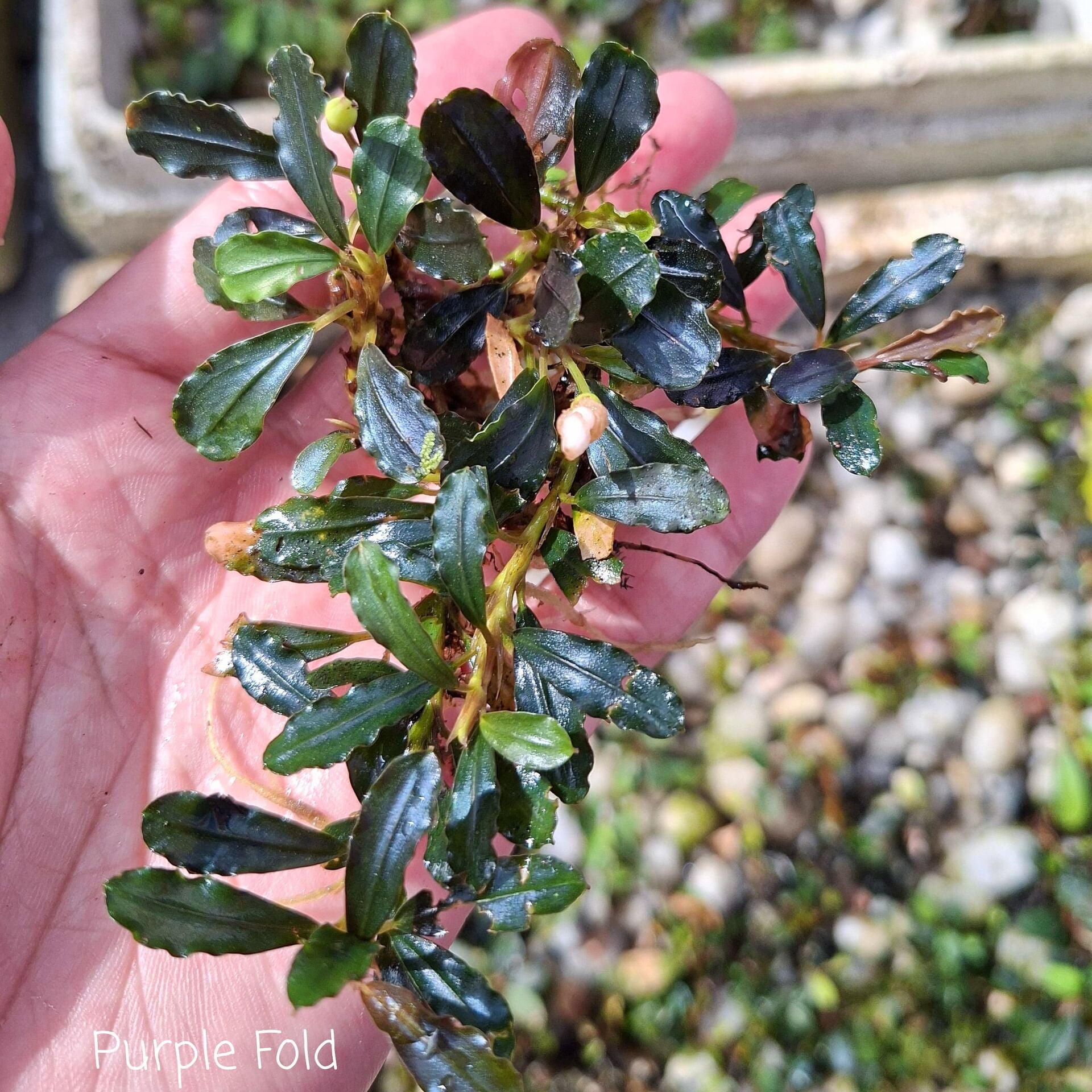 Bucephalandra purple ford 10x10cm PORSİYON