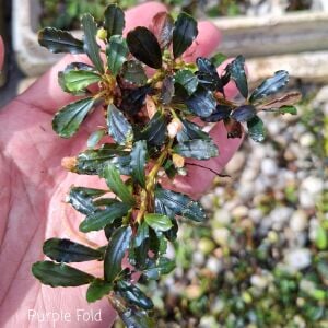 Bucephalandra purple ford 10x10cm PORSİYON