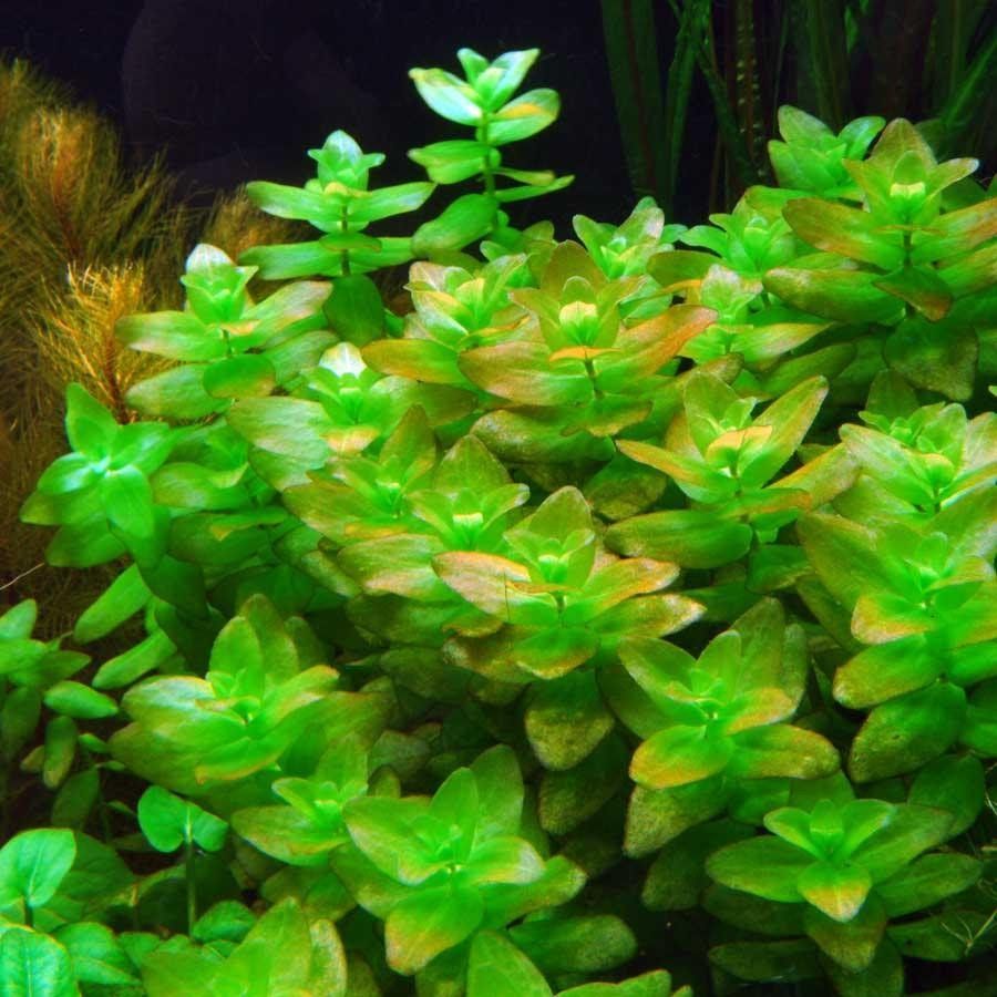 Bacopa amplexicaulis İTHAL BUKET ÖN SİPARİŞ