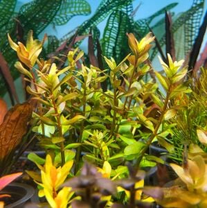 Rotala yao yai ADET ÖN SİPARİŞ