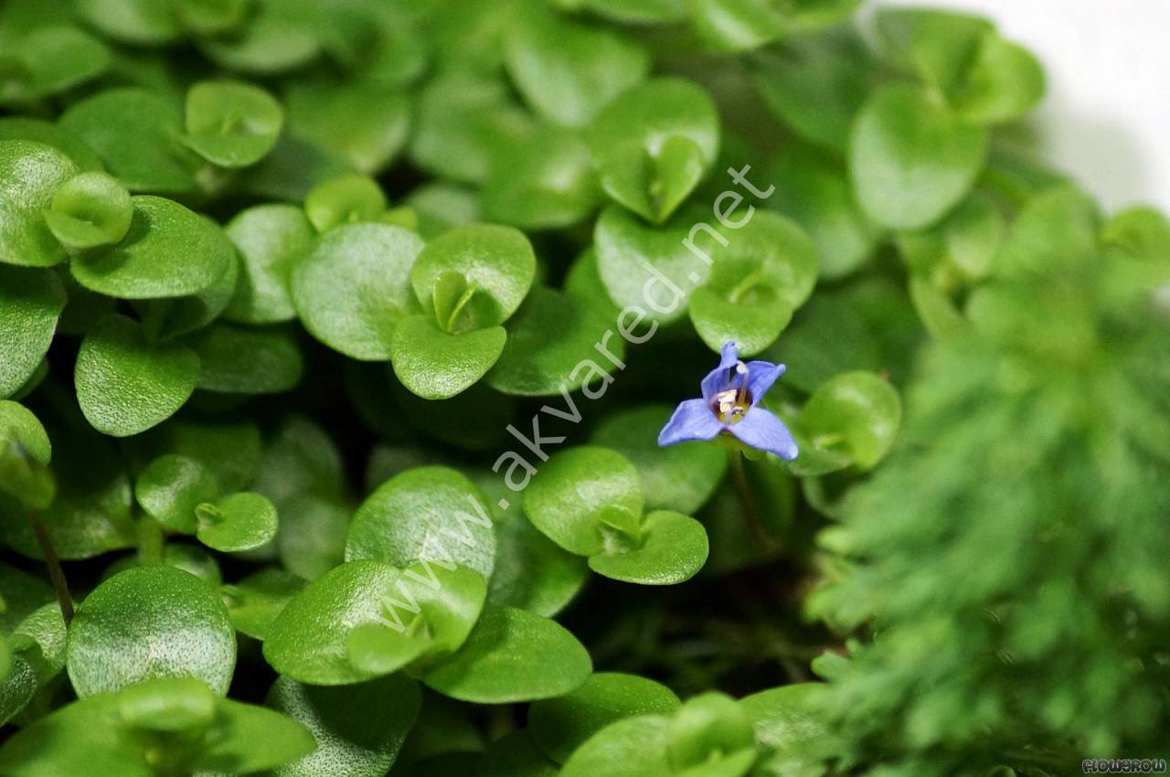 Bacopa australis ADET