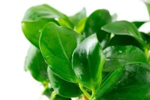 Anubias barteri nana IN VITRO CUP