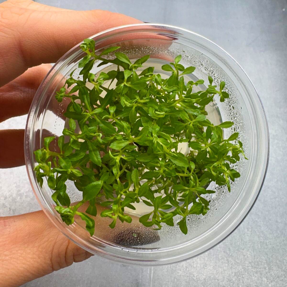 Penthorum sedoides IN VITRO CUP