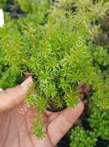 Didiplis diandra İTHAL BUKET ÖN SİPARİŞ