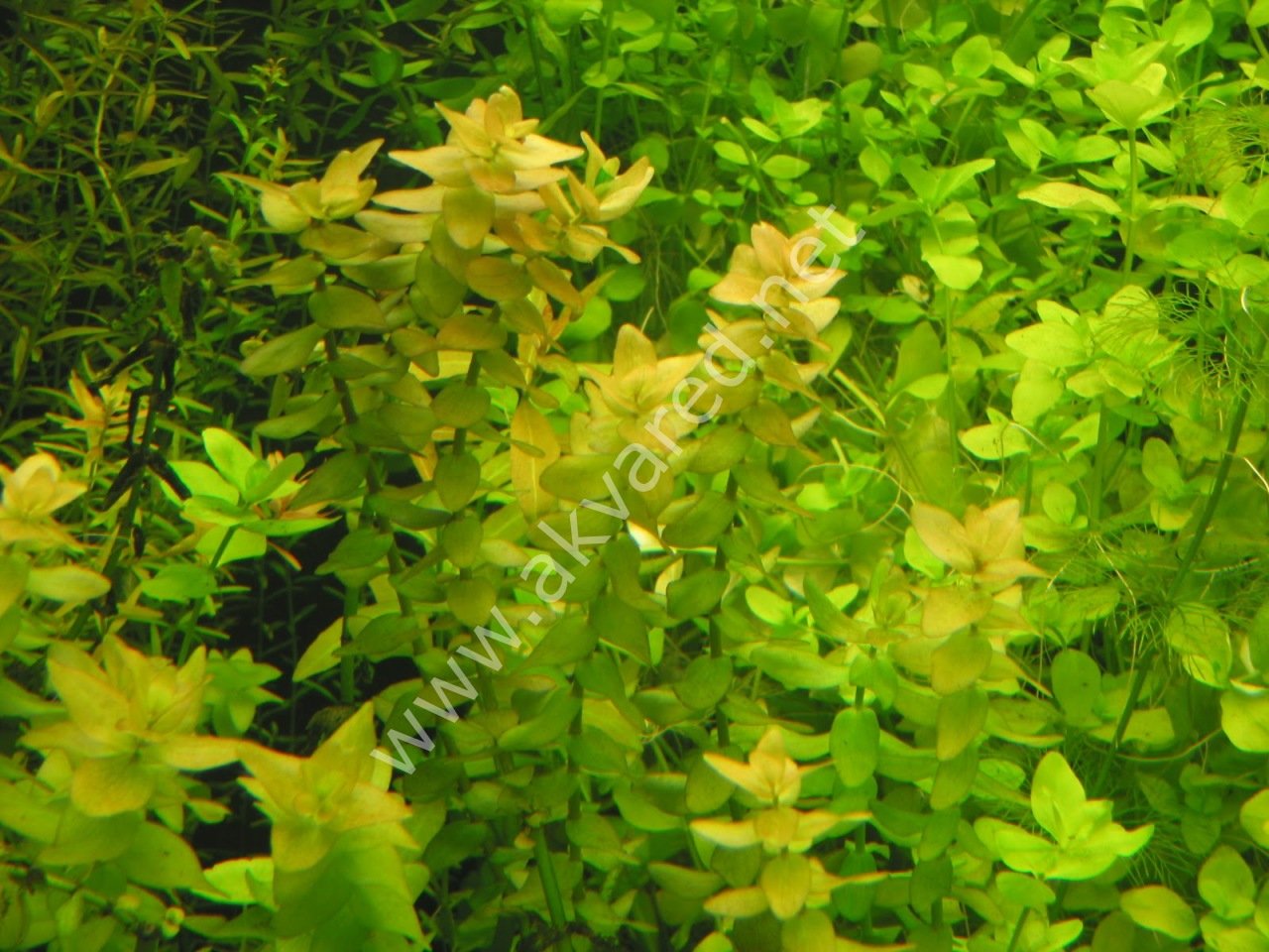 Bacopa caroliniana ADET