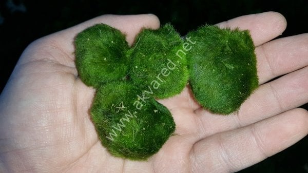 Marimo Moss Ball 7-9 CM