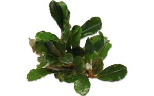 Bucephalandra hermes ADET - ÖN SİPARİŞ