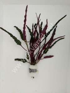 Hemigraphis repanda İTHAL BUKET ÖN SİPARİŞ