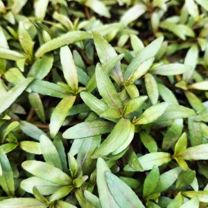 Hygrophila polysperma Tiger İTHAL BUKET ÖN SİPARİŞ