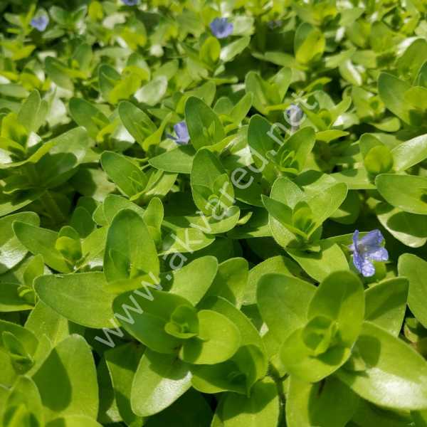 Bacopa lanigera ADET