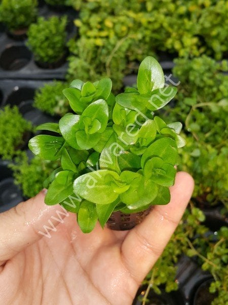 Bacopa lanigera ADET