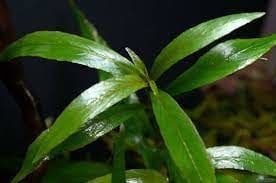 Hygrophila salicifolia İTHAL BUKET ÖN SİPARİŞ