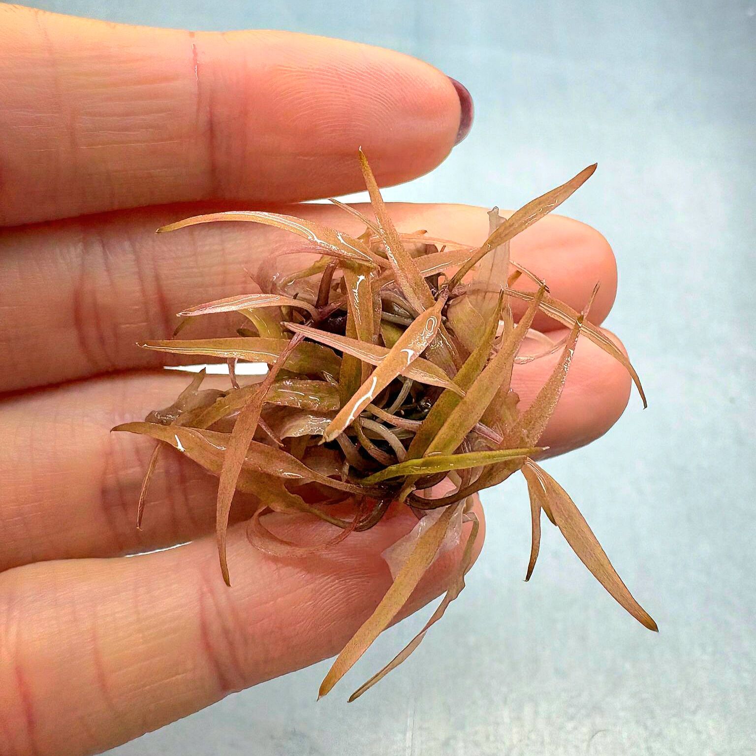 Cryptocoryne ferruginea sekadauensis EXVITRO