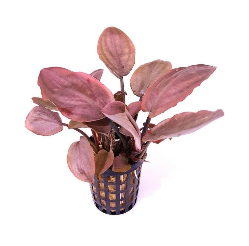 Lagenandra meeboldii pink ADET ÖN SİPARİŞ