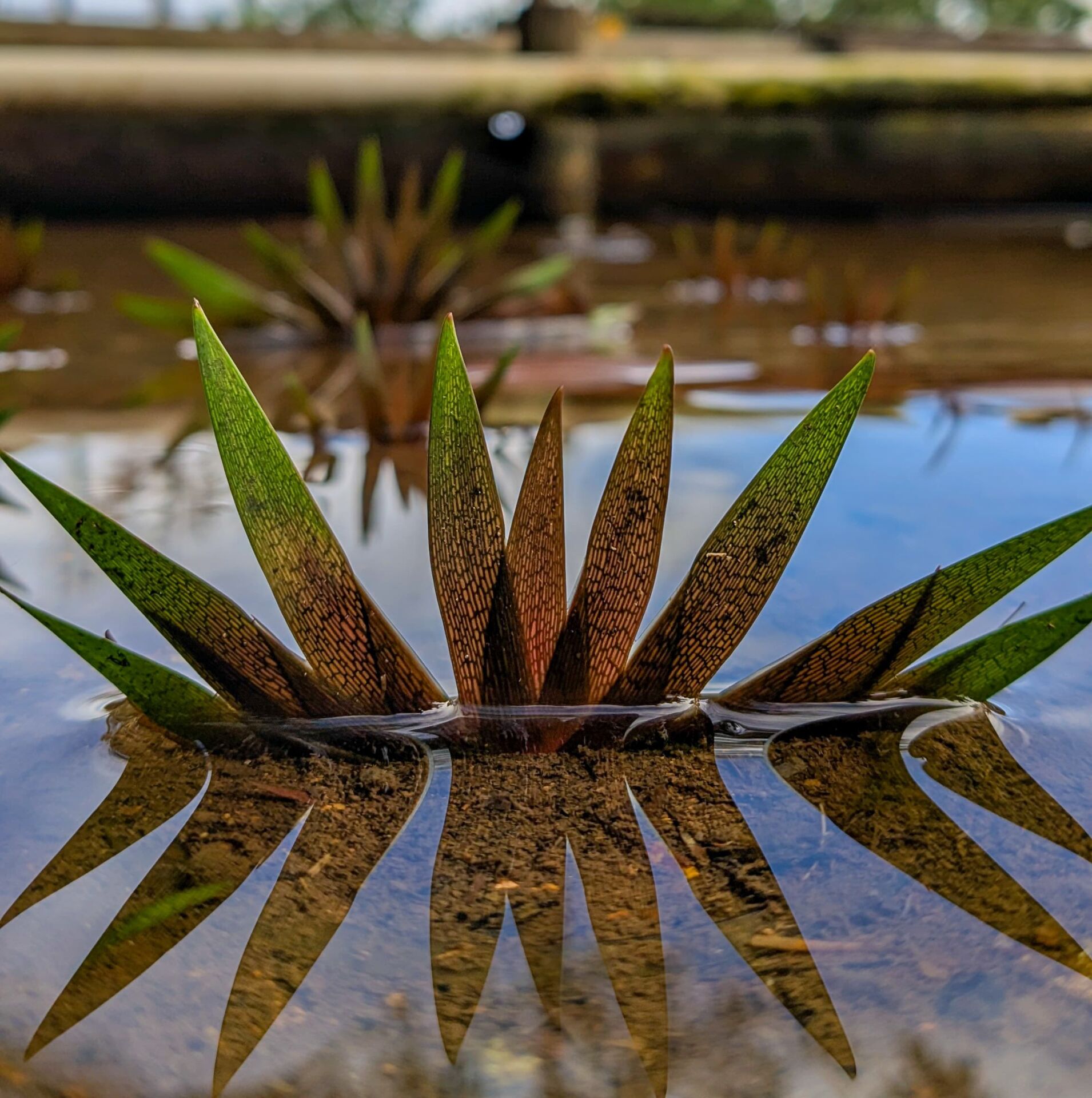 Xyris red mother plant ADET - ÖN SİPARİŞ