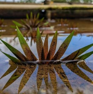 Xyris red mother plant ADET - ÖN SİPARİŞ