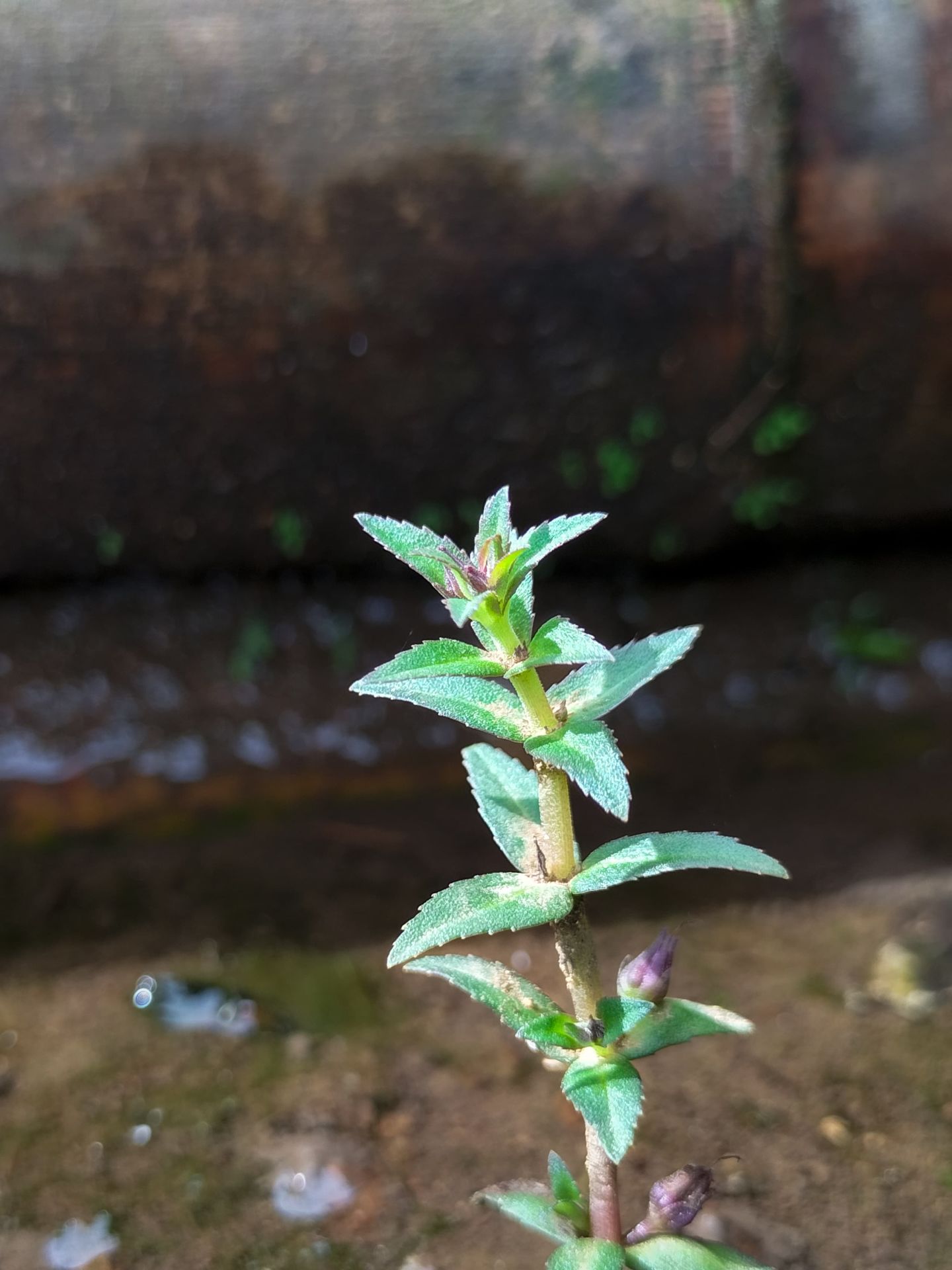 Limnophila mini Kalimantan İTHAL BUKET ÖN SİPARİŞ
