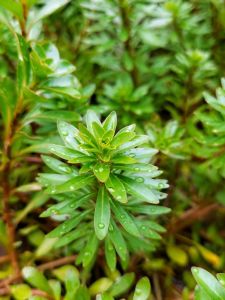 Ludwigia meta ADET ÖN SİPARİŞ