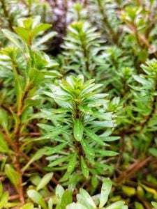 Ludwigia meta ADET ÖN SİPARİŞ