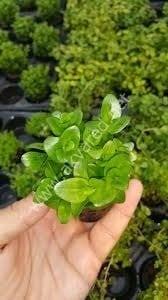 Bacopa madagascariensis EXVITRO