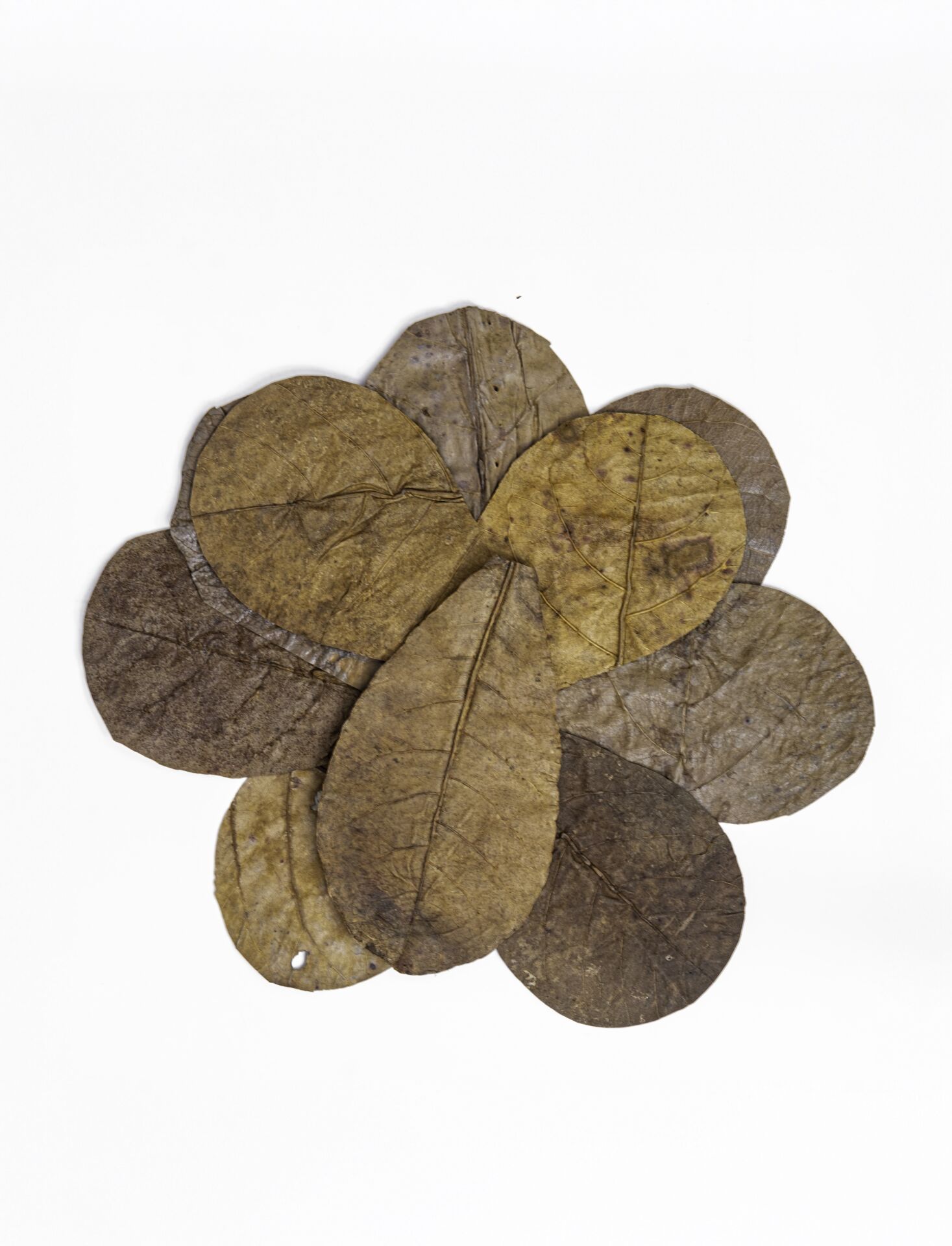 Catappa Yaprağı 10'lu Paket (S) Küçük Boy 8-12 cm