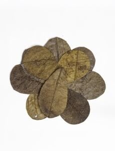 Catappa Yaprağı 10'lu Paket (S) Küçük Boy 8-12 cm