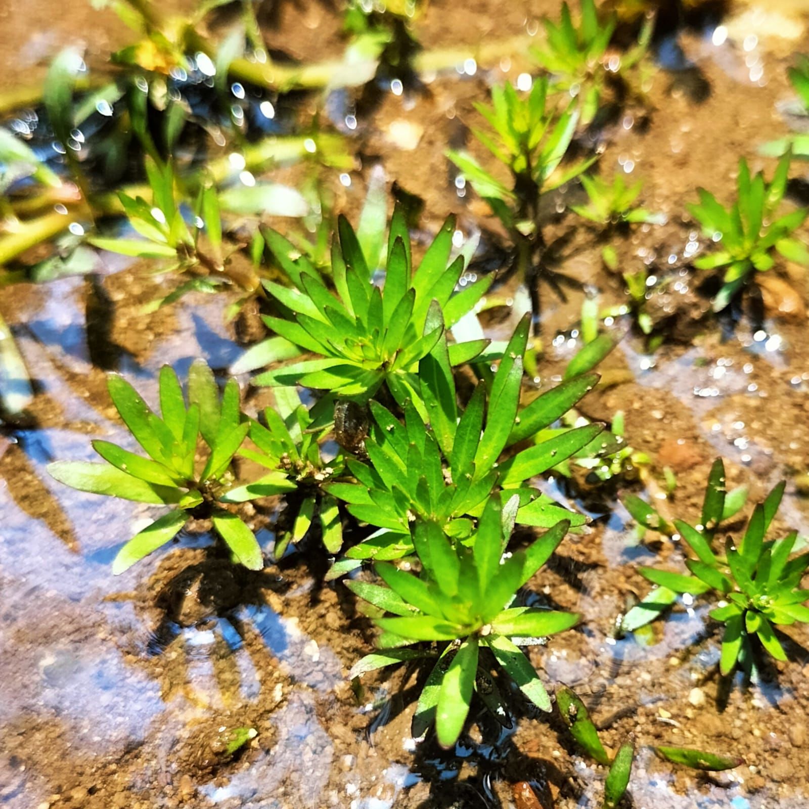 Ludwigia pantanal İTHAL BUKET ÖN SİPARİŞ