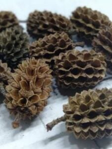 Casuarina Kozalağı 25li Paket