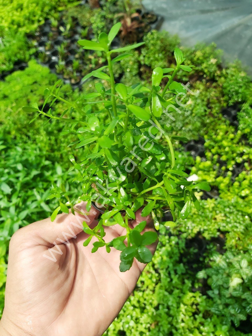 Bacopa monnieri ADET