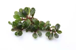 Bucephalandra peacock ADET