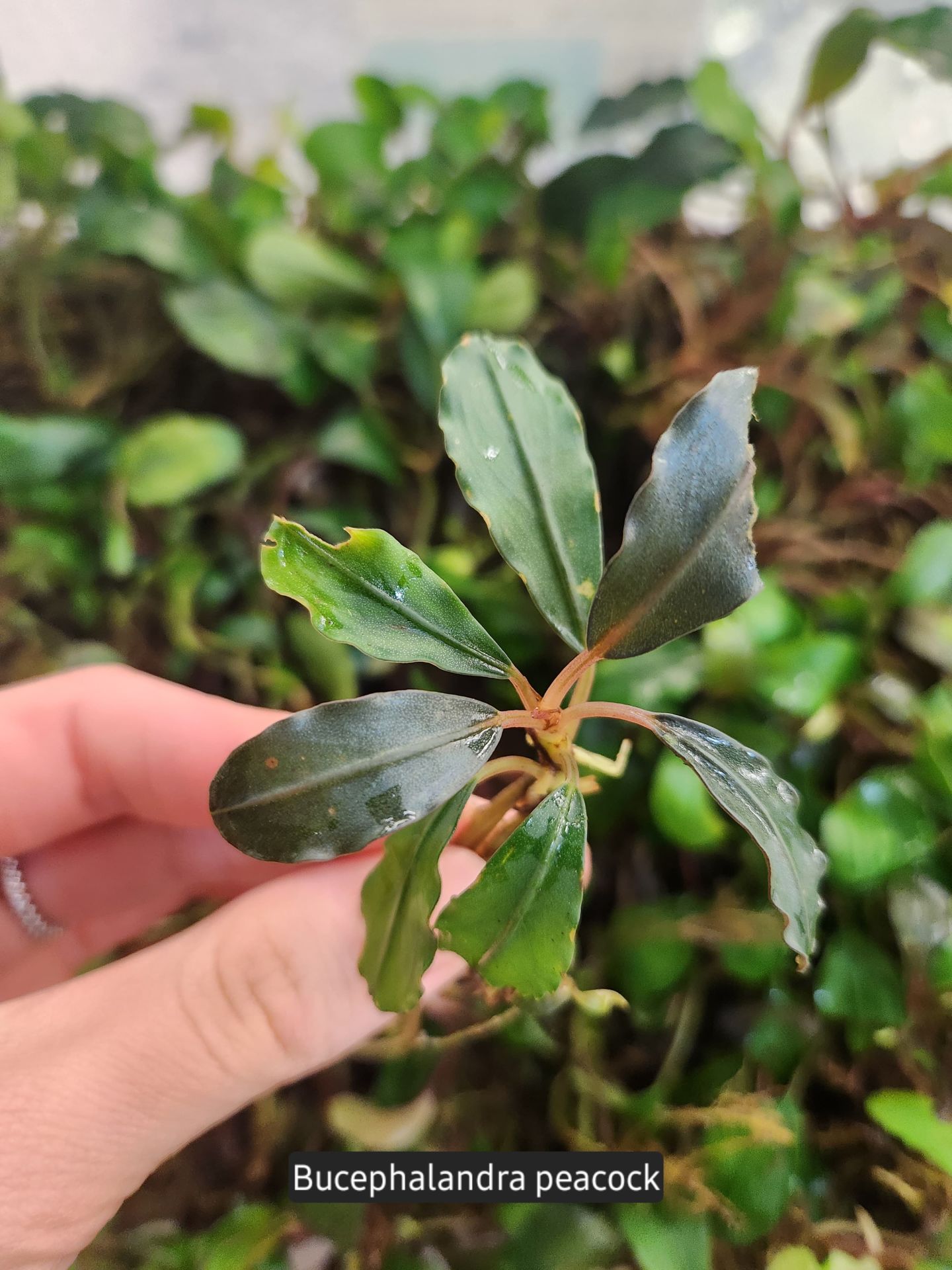 Bucephalandra peacock ADET