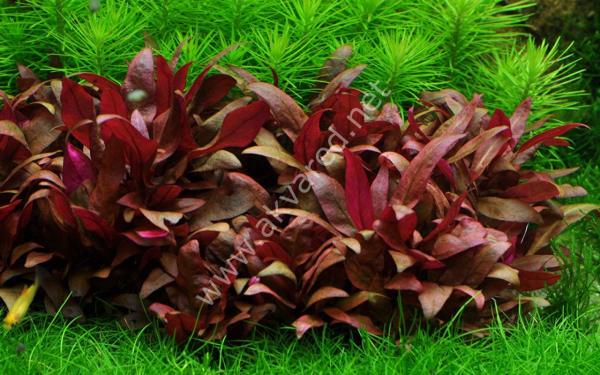 Alternanthera reineckii mini IN VITRO CUP