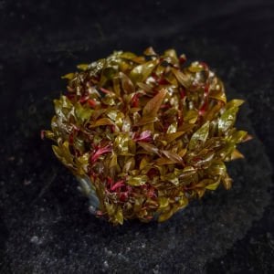 Alternanthera reineckii mini IN VITRO CUP