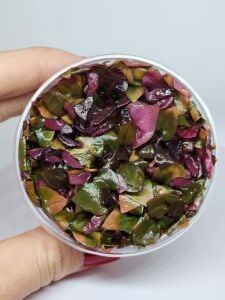 Alternanthera reineckii mini IN VITRO CUP