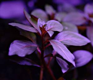 Ludwigia diamond IN VITRO CUP