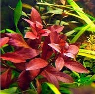 Ludwigia diamond IN VITRO CUP
