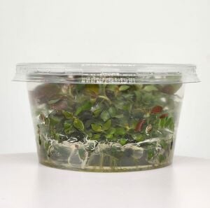 Ludwigia diamond IN VITRO CUP