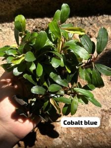 Bucephalandra cobalt blue PORSİYON 10X10CM ÖN SİPARİŞ