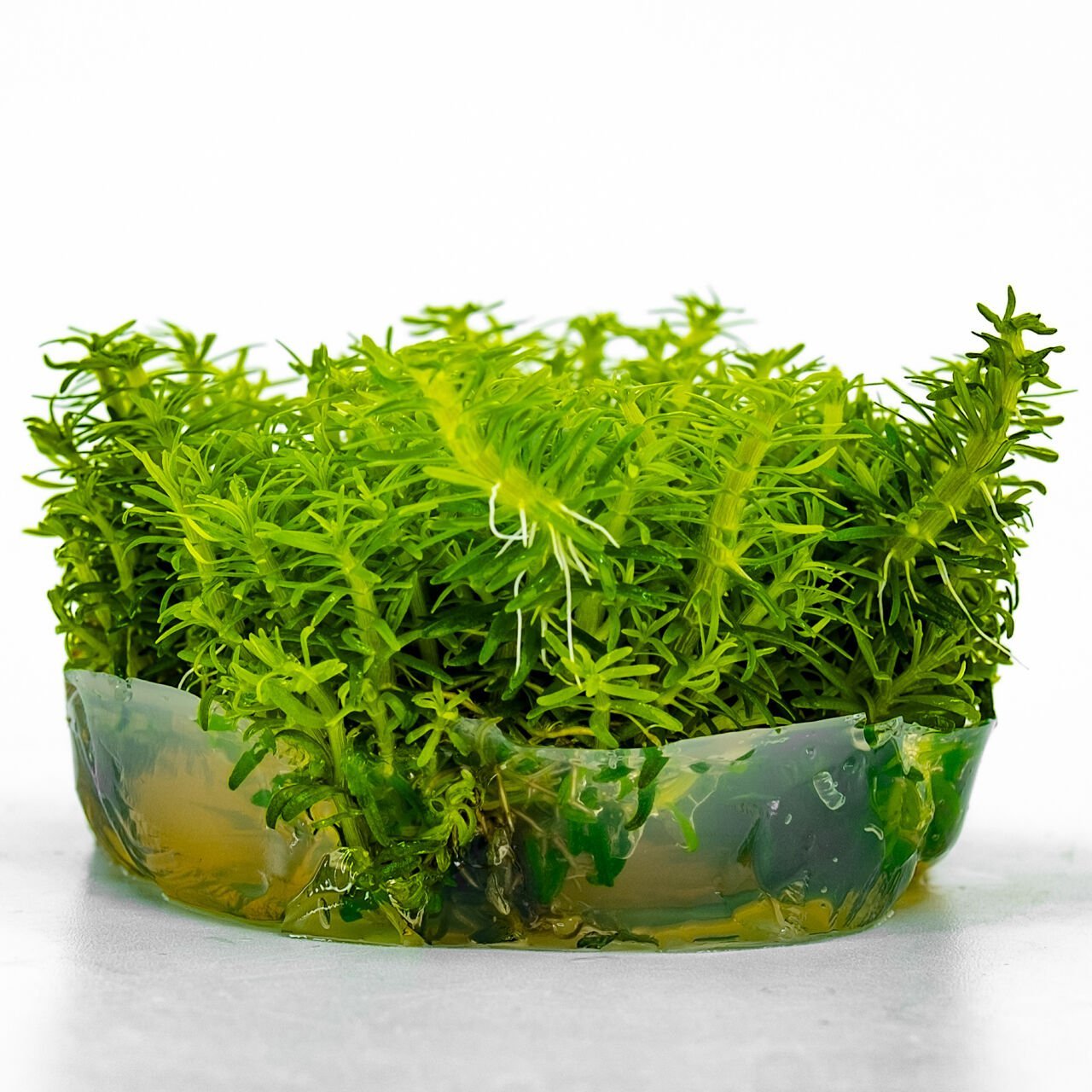 Pogostemon erectus IN VITRO CUP