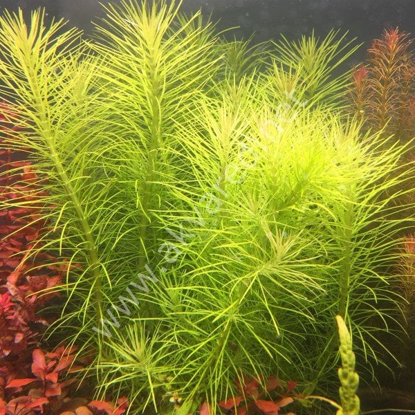 Pogostemon erectus IN VITRO CUP